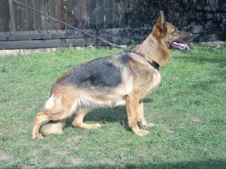 V(RO) Ria von Bienenwald