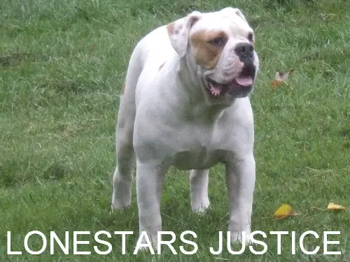 Lonestar's Justice