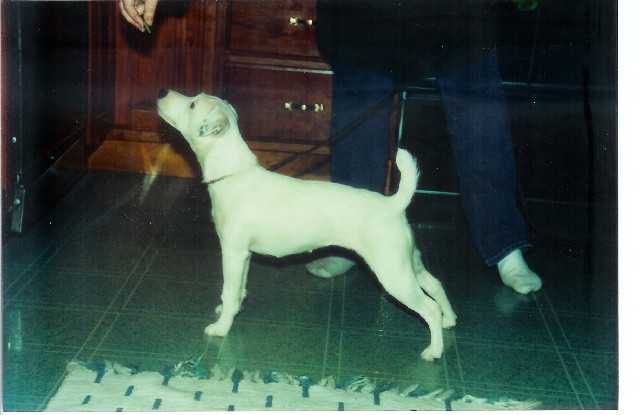 Shelmar White Diamond