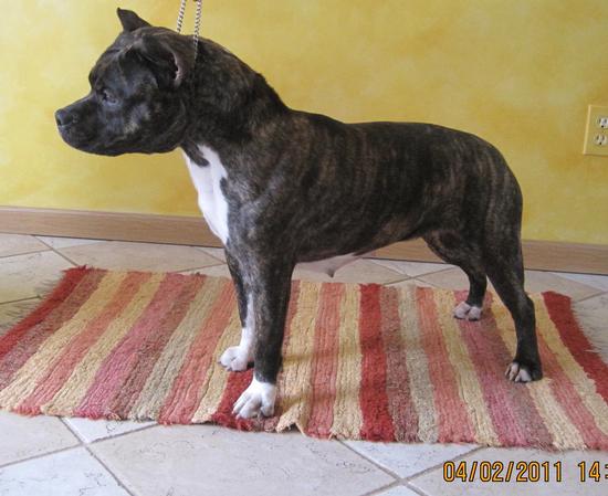 Shonuff's Dutchess