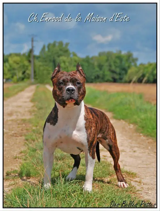 CH DE FRANCE Enrood de la Maison d'Este