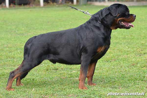 Yanez vom Hause Edelstein