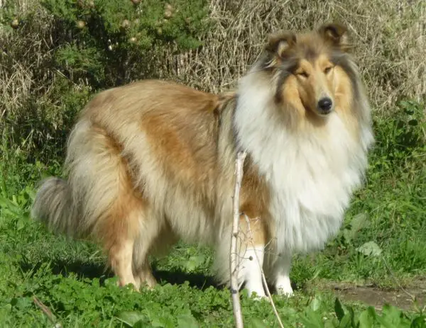 Astromelias Esmeralda