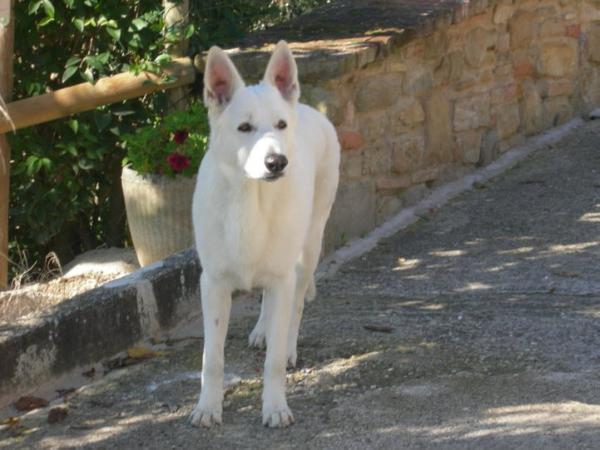 Aice (Allevamento Piersigilli)