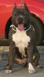 Leon Eddie Like Daddy