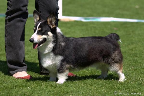 Black Beowulf Kinberger's n/b