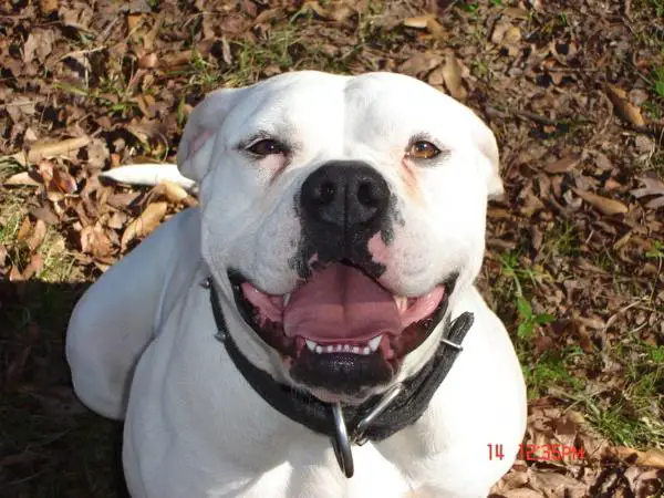 BDK's Annie of Steel Trap