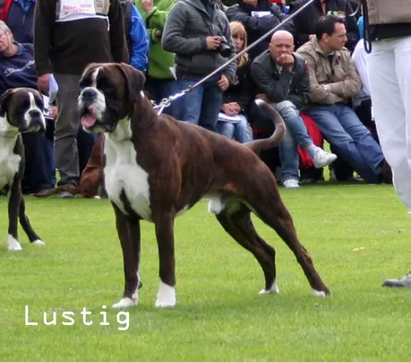 V1 ATIBOX MULTI CH Diego Des Jardins De Passiflore