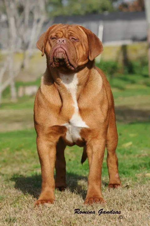 ARGJRCHURUJRCH BJOB India Los Picasos