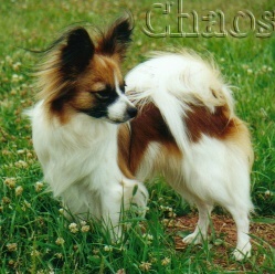 CH Newtopaz Chaos at Diamondsun