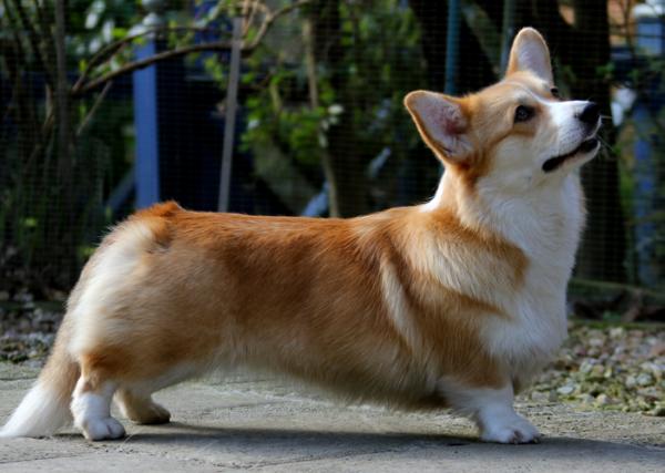 Vuedor Amazing Grace