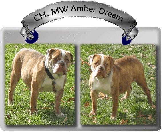 MIDWEST'S AMBER DREAM