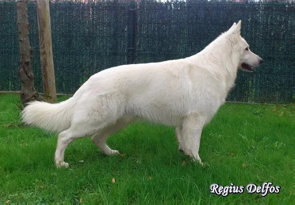 Regius Delfos