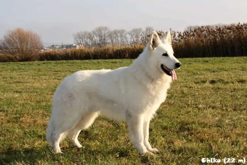 CHCZ, JCH, BOB,... Chiko z Blatenskych luk