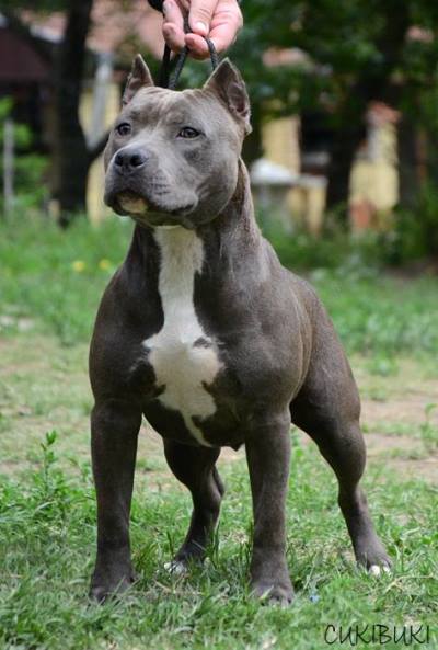 Roughcharm Douglas Venus