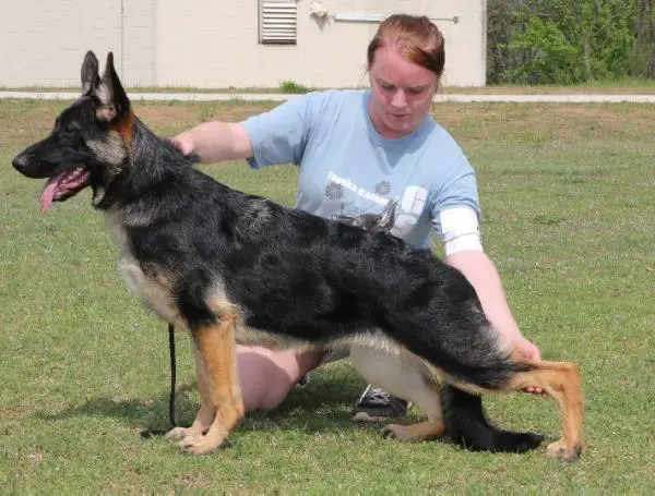 Barick's Shake it Up in D.C of Gem-N-I