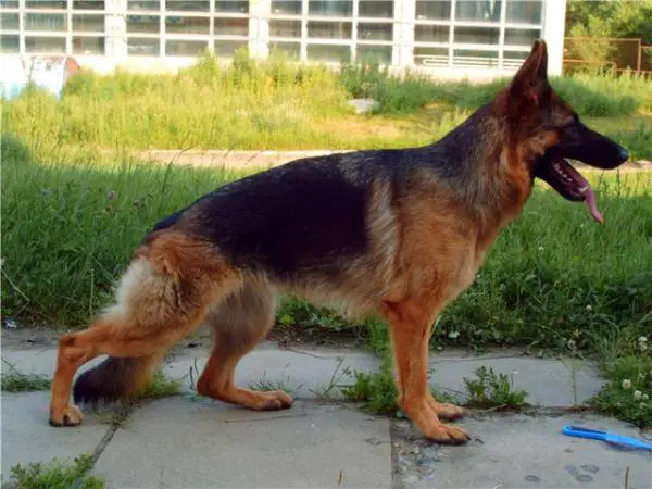 V (RUS) Flaerta s Tavaizy