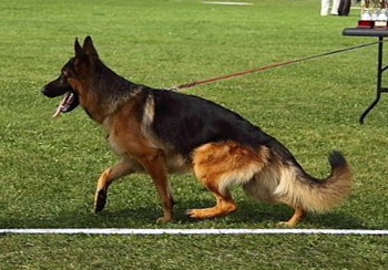 Valdzage Gorez (Highlander)