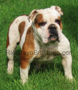 Rio Bravo's/SBK's Phoebe