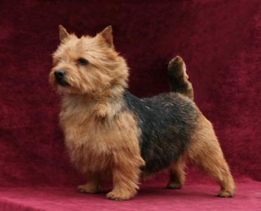 CH Cobby`S Hey Go For It