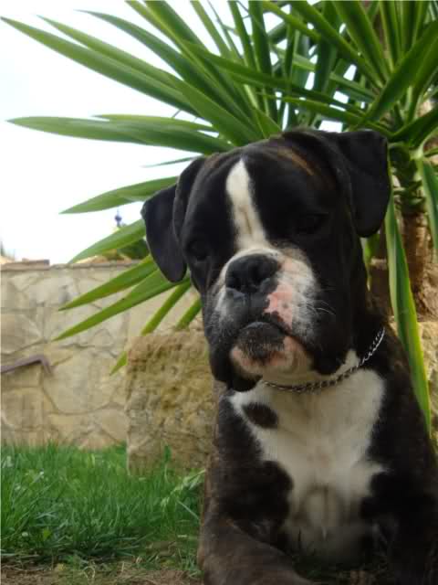 Faina (de la Alta Esfera)