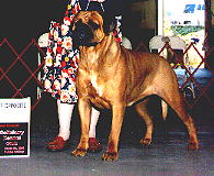 CH Aamodt's  Rhythm  of The  beat