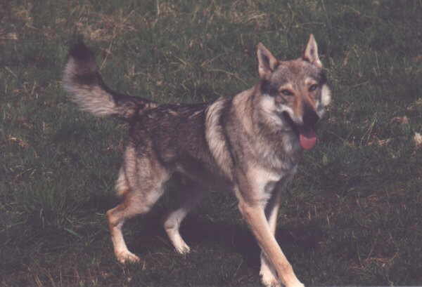 CH.D Koro z Krotkovského dvora