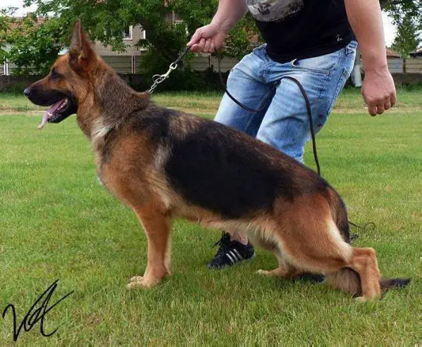 Pam v. Ljulin (Geck x Rana)