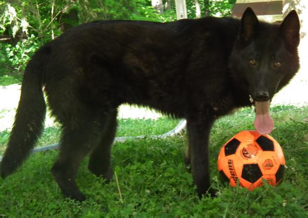 Prince Diego Charles Von Mittler Westenhund