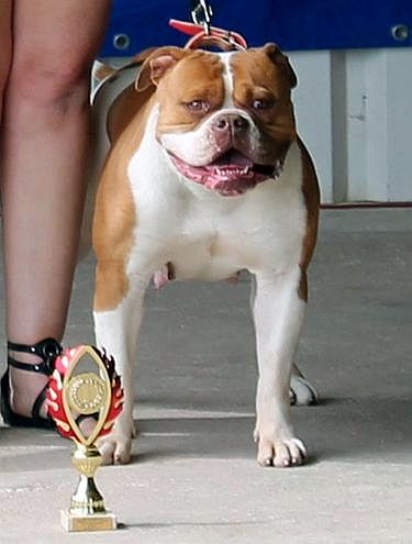Best of Show Bulls of Crown's Bazooka
