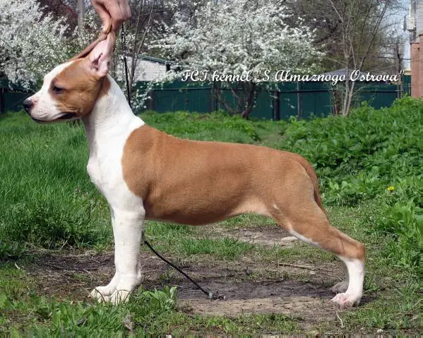 CH Famous Lassie S Almaznogo Ostrova