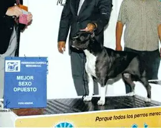 One Love Marley Sanchez, Mex. FCI.