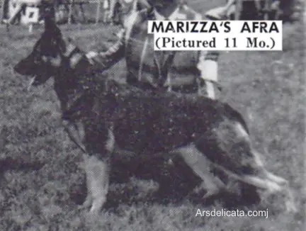 Marizza's Afra