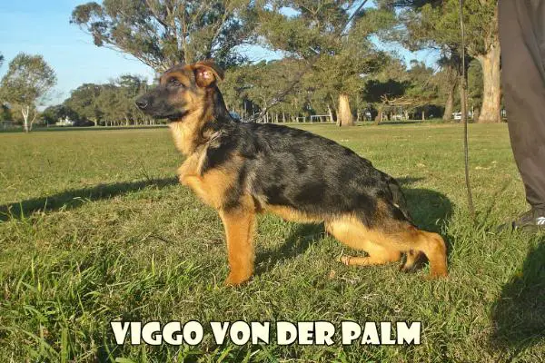 Viggo Von Der Palm
