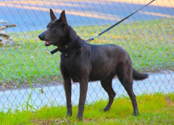 Blue Isis Van Guard (Mr U. Muff Jr.)