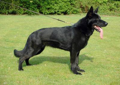 Lumpi vom Hünxer Wald