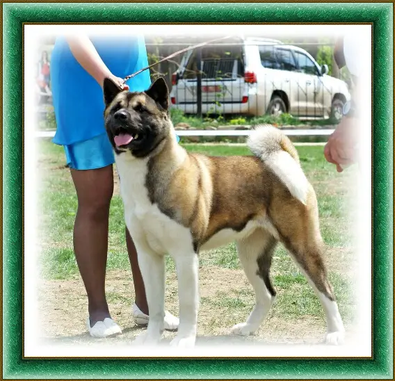 KZ CH, KZ JCH Magdiorus Himera Irona