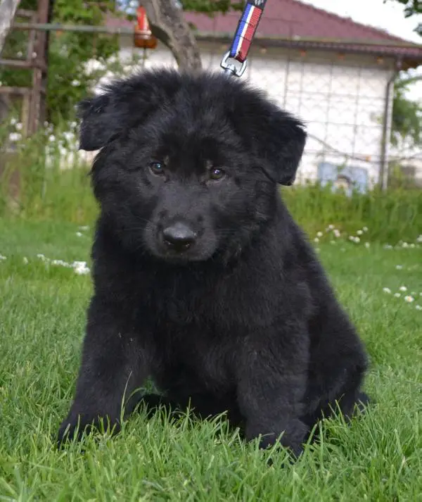 Deysi z Lomnického údolí