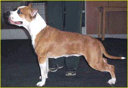 Faiter Esmiralda Klassik'Eis