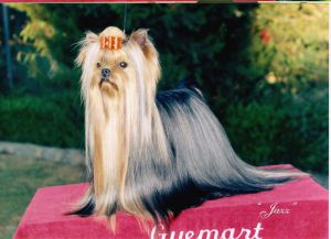 CH. INT. MEX. WW Pastoral Backstreet Blues