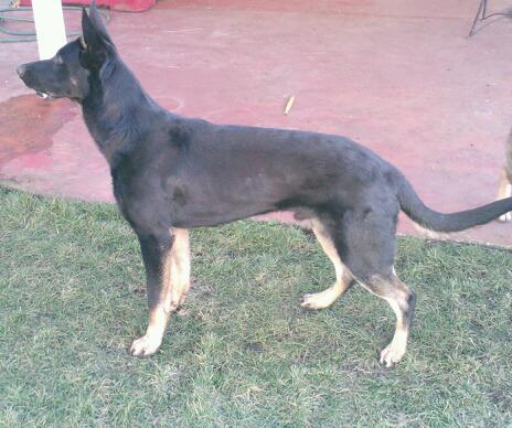 Rambo Chavez Morales