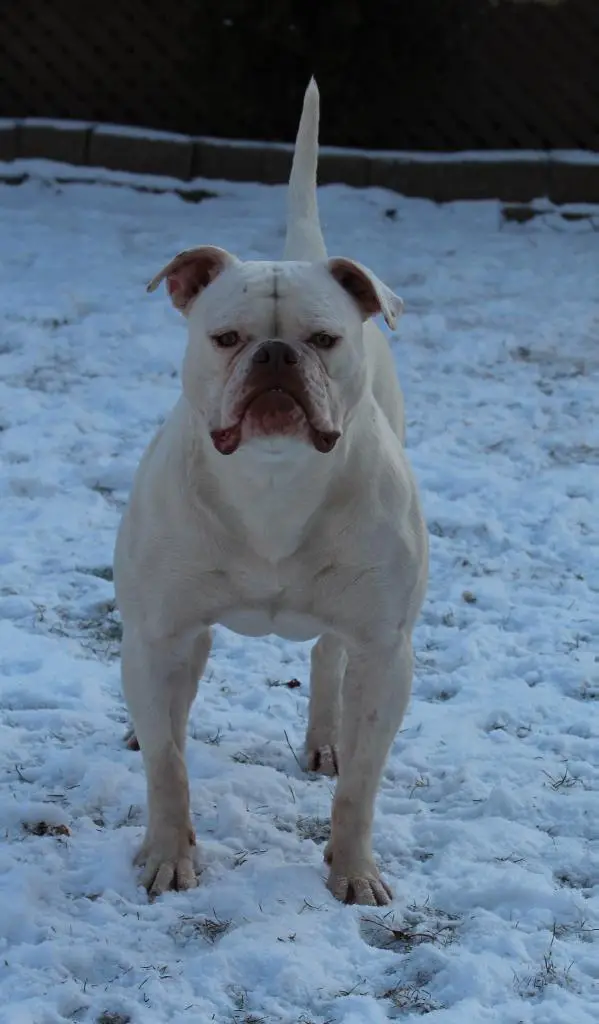 S&L's Havana Nights of Sauga City Bullies