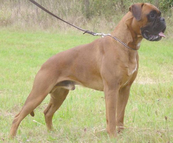 Ismo vom Hause Romeo