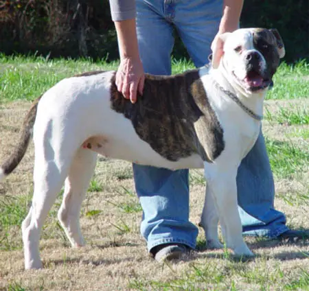 Savannah of Johnson Bulldog LLC