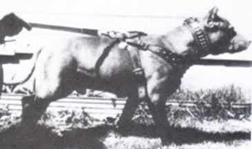 Hemphill's Geronimo II