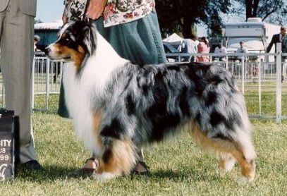 Ch. Merribrook's Chase For Success