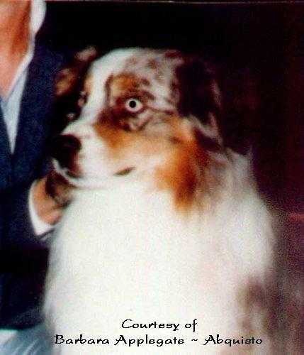 CH Beauwood's A Shot of PearTree