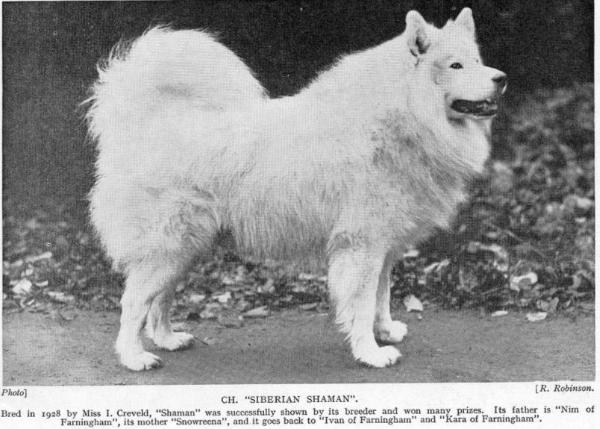 Eng. Ch. Siberian Shaman