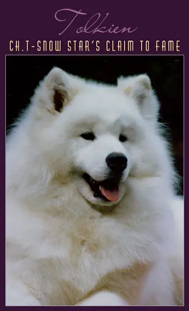 CH. T-Snow Star's Claim to Fame