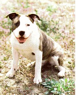 Erista's Thunder Chaser (Chase)